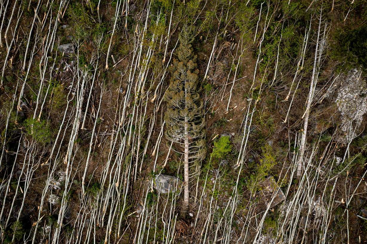 Hundreds of trees that were flattened by an avalanche in the Maybird Gulch slide path in Little Cottonwood Canyon in Salt Lake County are pictured on Thursday.