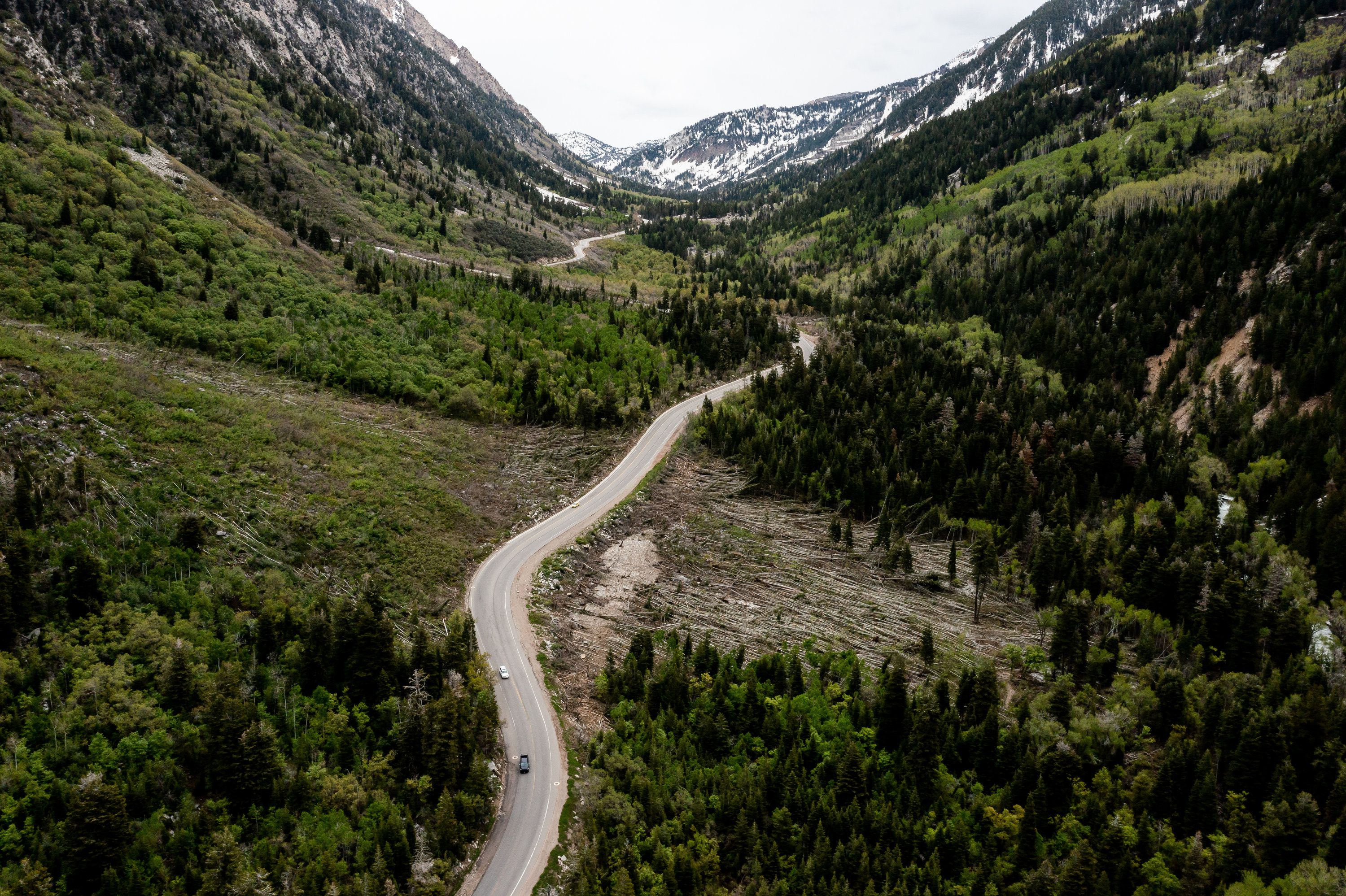 Hundreds of trees that were flattened by an avalanche in the Maybird Gulch slide path in Little Cottonwood Canyon in Salt Lake County are pictured on Thursday.