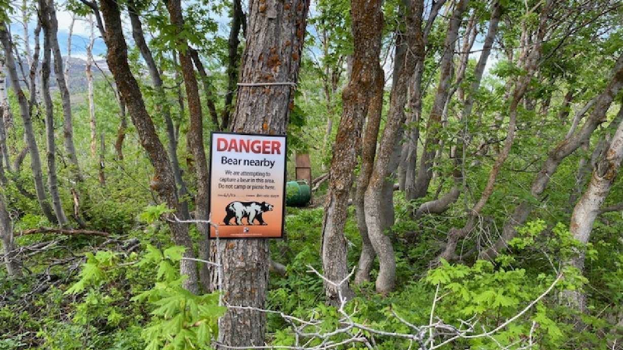A Utah Division of Wildlife Resources bear sign placed in the Utah wild. Wildlife officials said they captured a killed a black bear near Kamas on Monday after it became "habituated to seeking food in campgrounds."