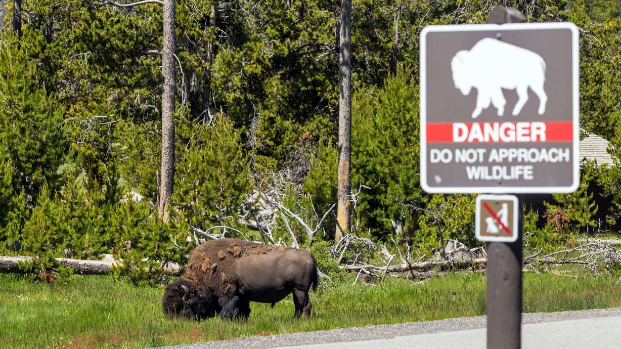 Yellowstone National Park has reported several incidents involving bison and visitors.