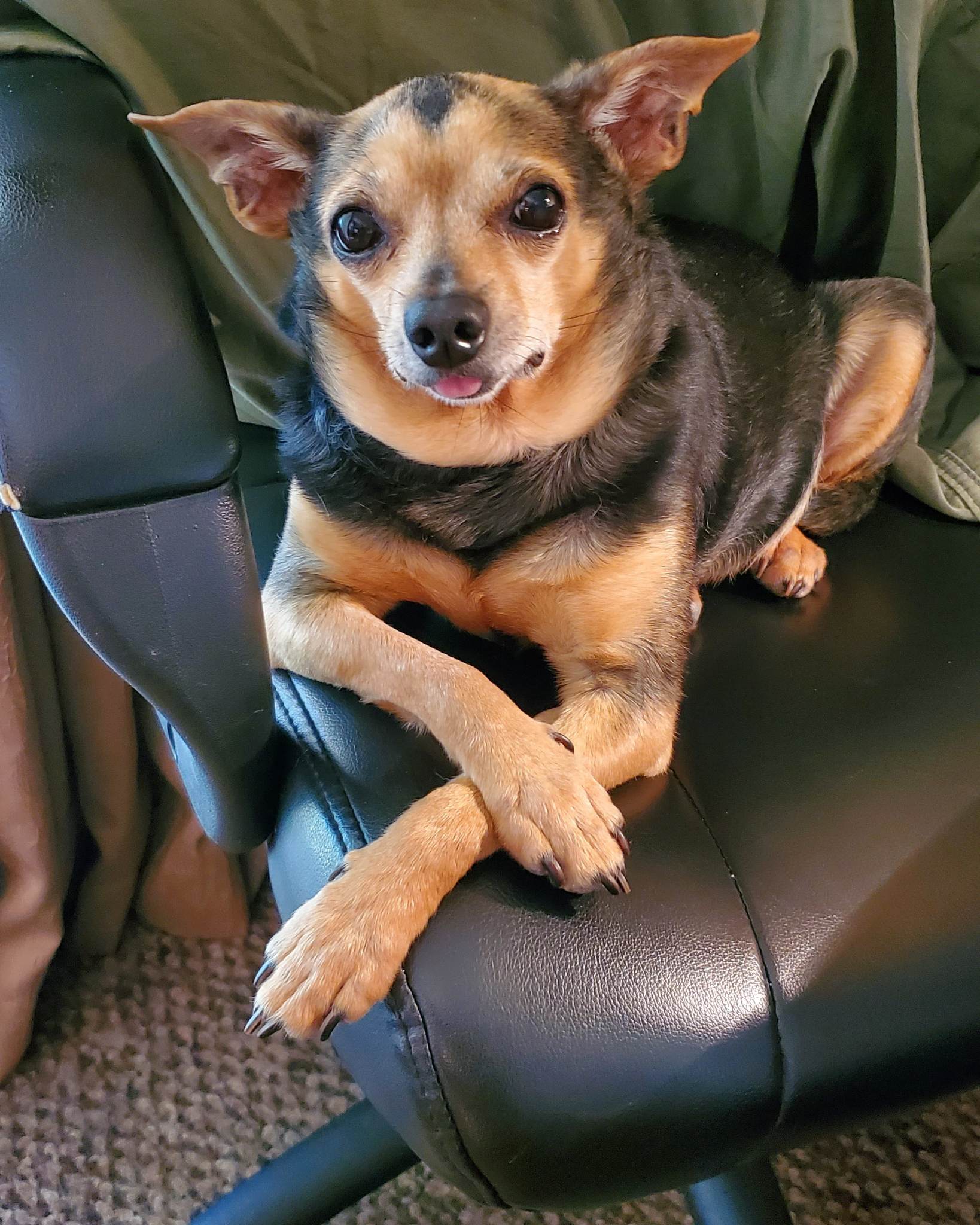 Wayne Watson adopted Jasper, who was rescued from a hoarding situation with over 140 other dogs in Ogden in 2012.