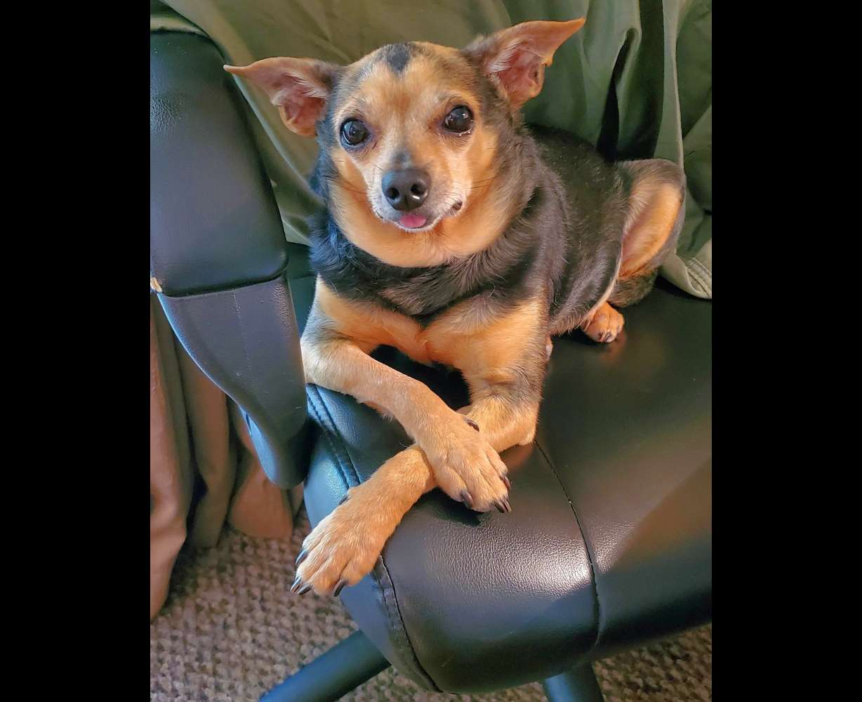 Wayne Watson adopted Jasper, who was rescued from a hoarding situation with over 140 other dogs in Ogden in 2012.