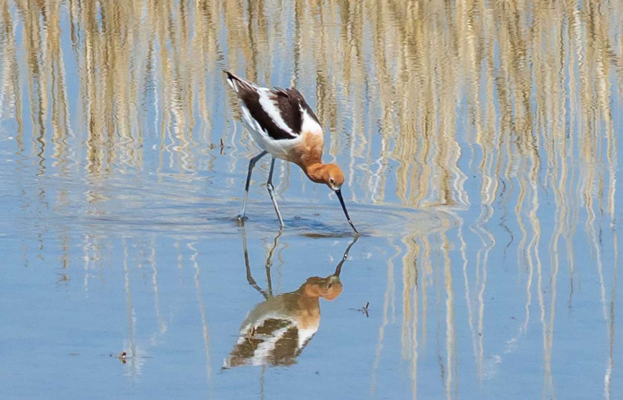 An American avocet dips its beak into the water at Farmington Bay on April 30. The species accounted for nearly half of all the shorebirds found in the ecosystem along the Great Salt Lake during a shorebird survey conducted between April 24 and April 28.