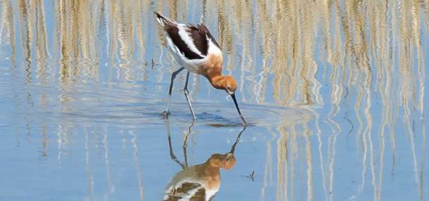 Utah plans to adjust wildlife management area access. Here's what is changing