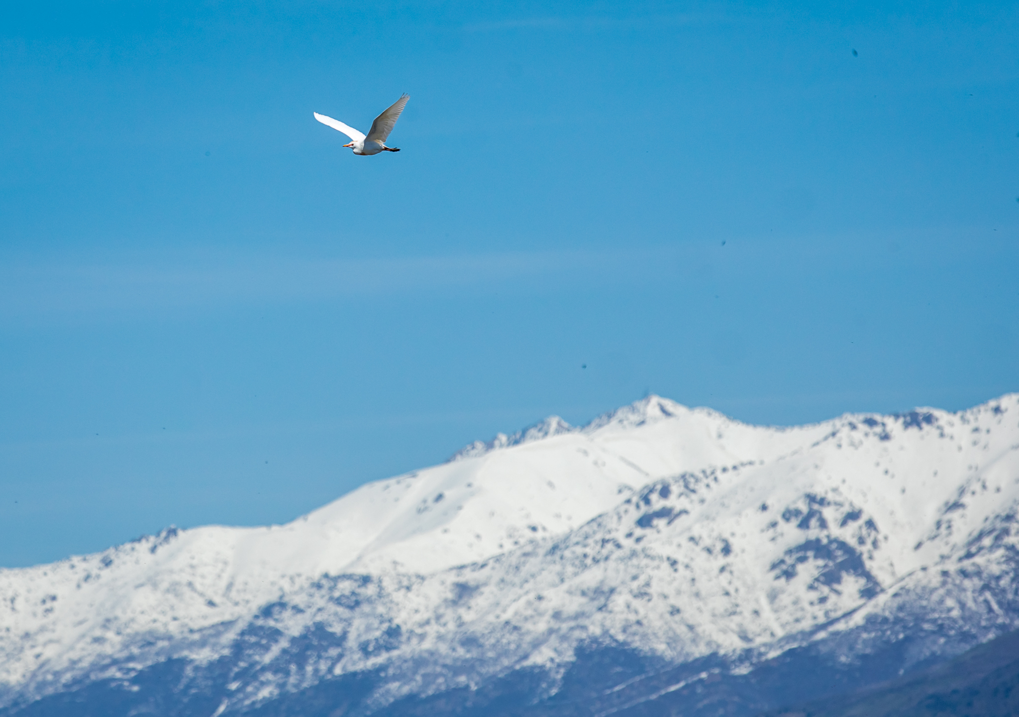 A snowy egret flies through Farmington Bay with a snow-capped mountain in the background on April 30. This year's record snowpack helped bring more than 5 feet back to the Great Salt Lake.