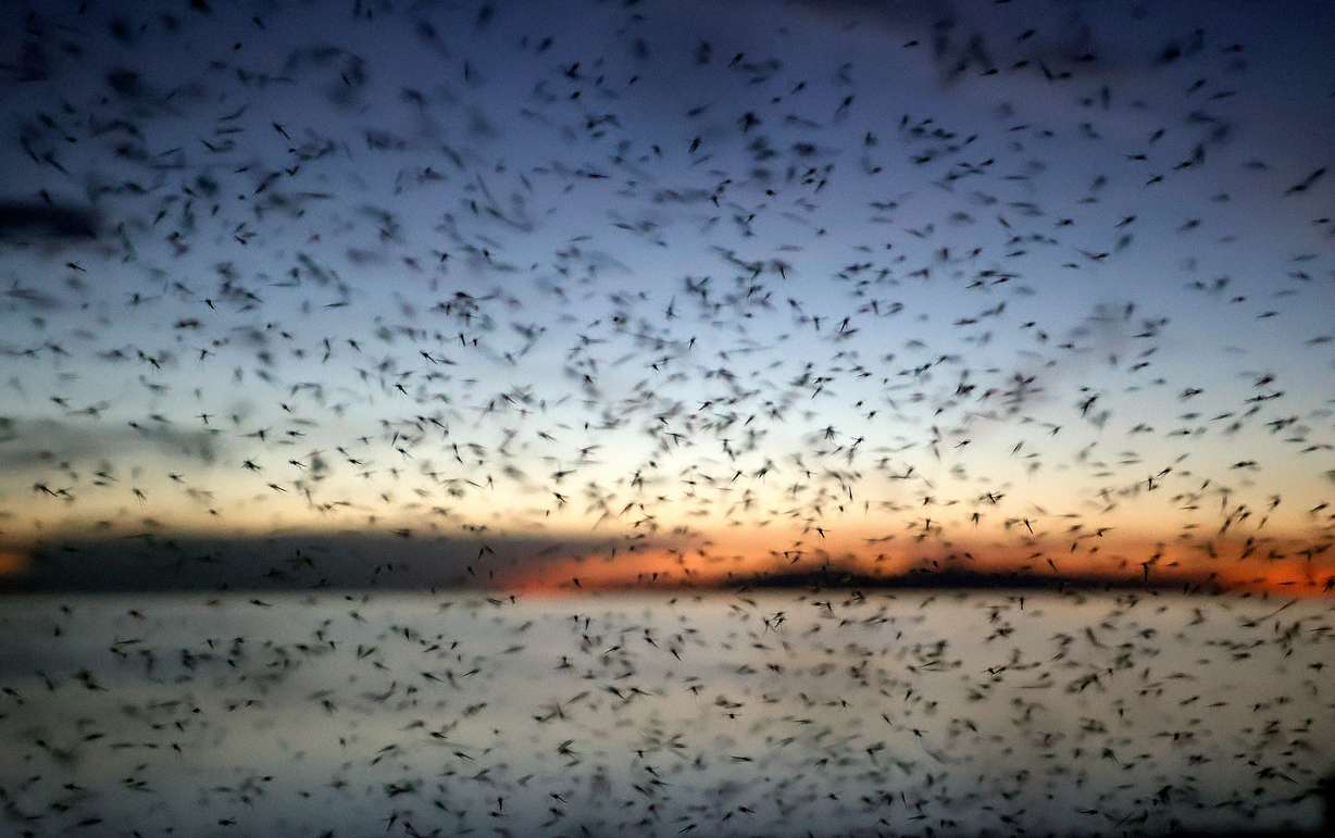Nonbiting midges are pictured at Antelope Island on Monday. Shorebird survey volunteers noticed fewer bugs in the Great Salt Lake ecosystem during their August 2022 survey.