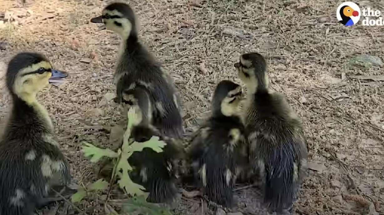 Ten ducklings were reunited with their mother after a good Samaritan rescued them from a manhole.