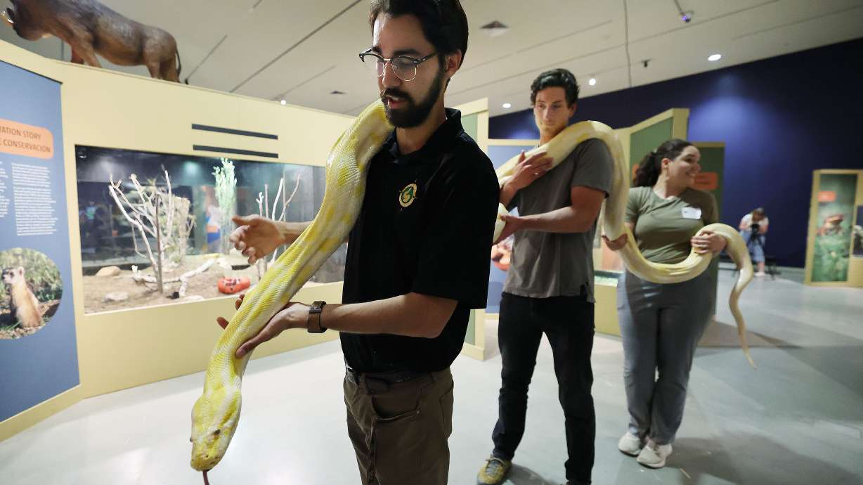 Wildlife educators Alex Leclerc, Noah Eikens and Jenny Nicholas carry a 16-foot Burmese python in the new Wild World exhibit at the Natural History Museum of Utah in Salt Lake City on Wednesday.
