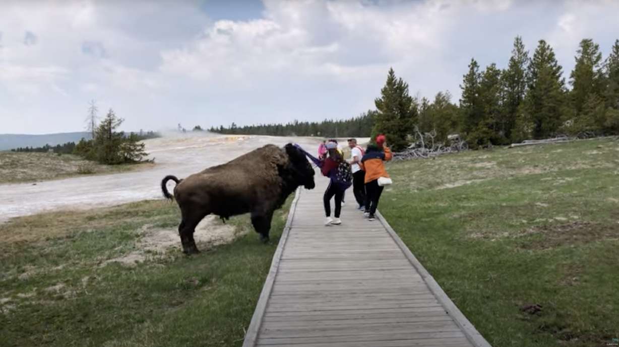 Tourists at Yellowstone National Park get a little too close to a bison.