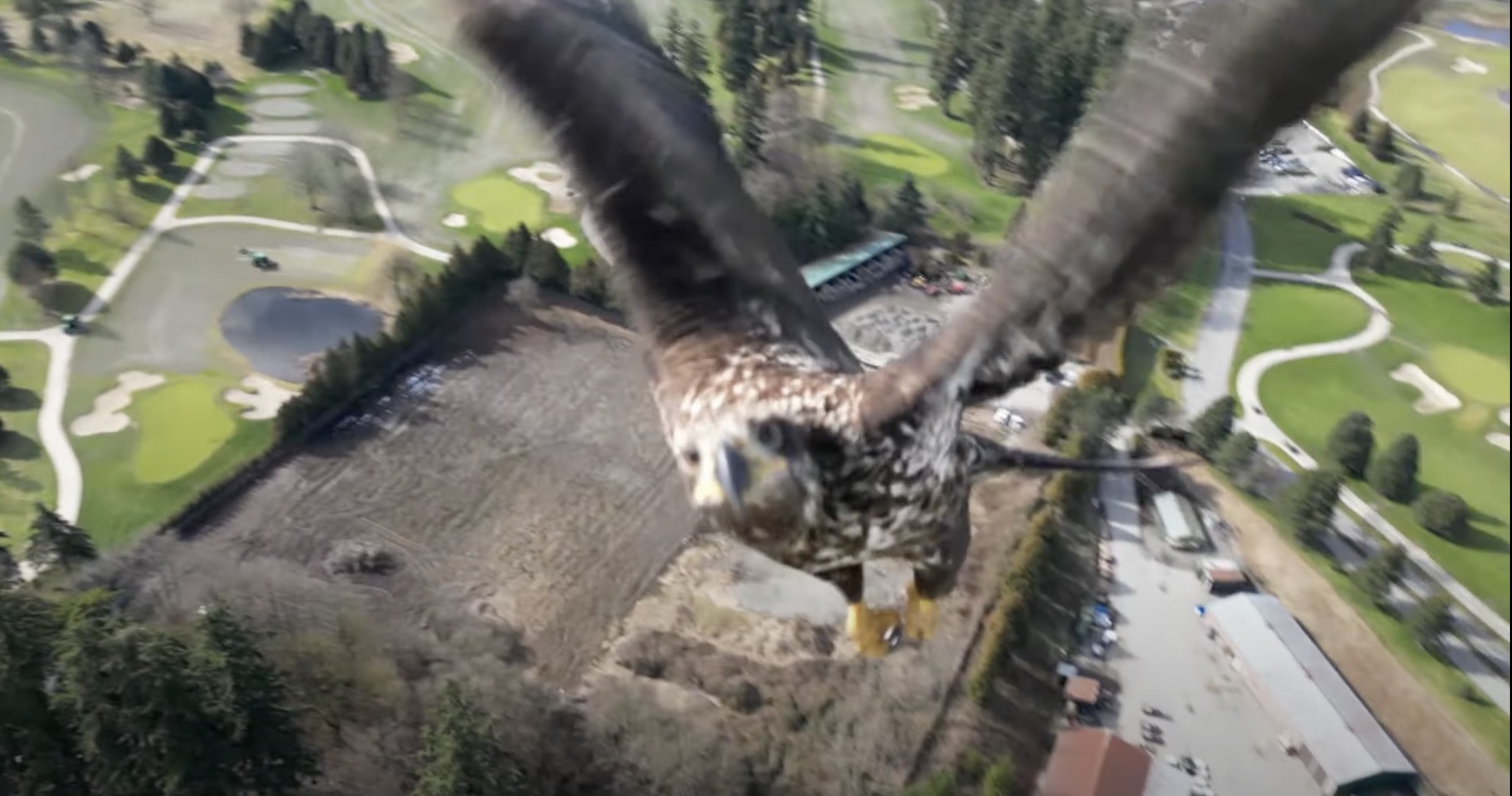 A drone operator caught a view of a bird of prey approaching his drone while in flight.