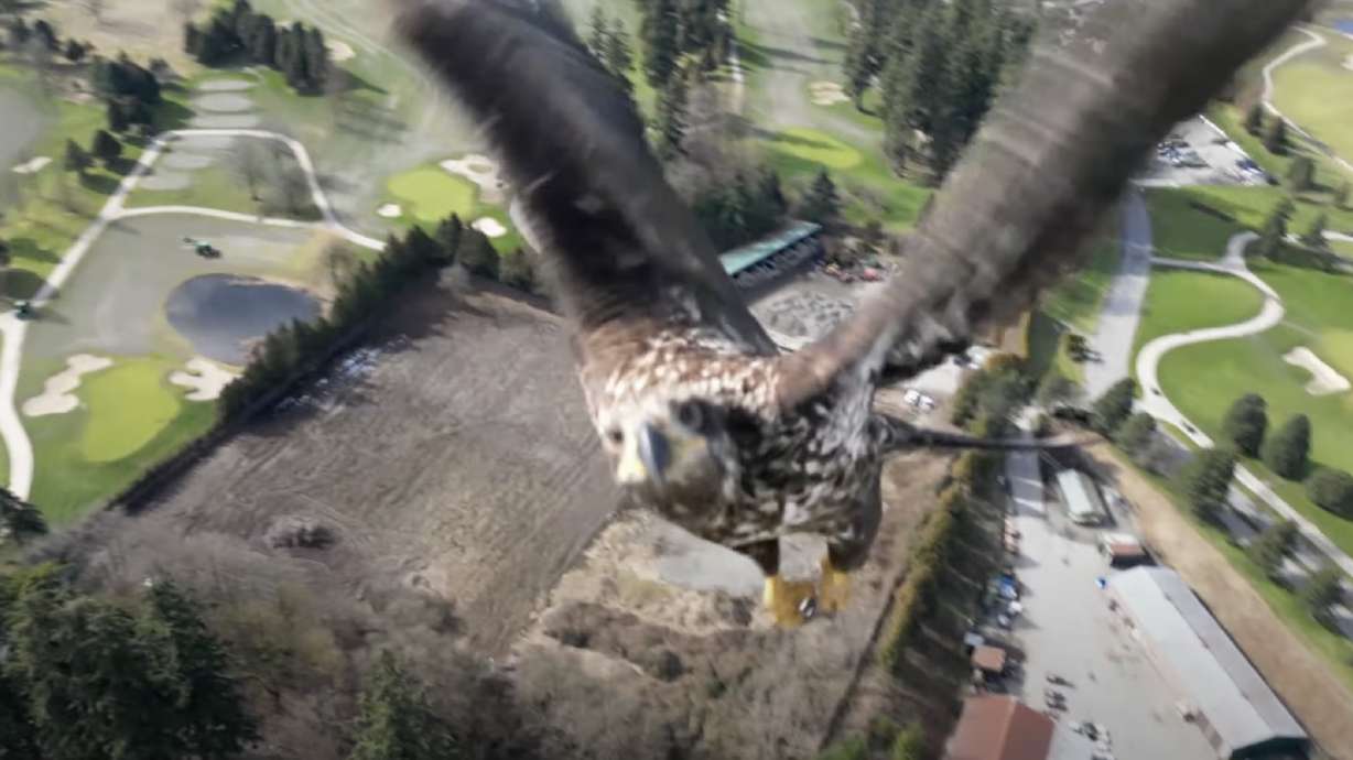A drone operator caught a view of a bird of prey approaching his drone while in flight.