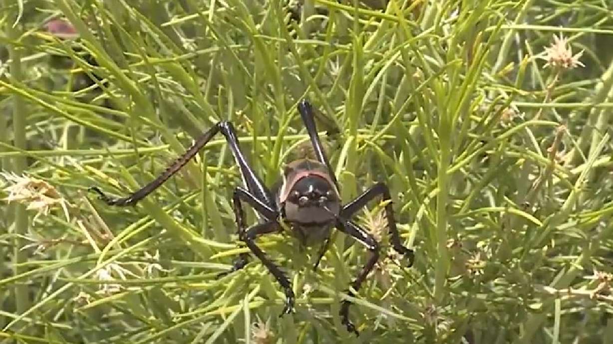 Millions of Mormon crickets invade Elko, Nevada