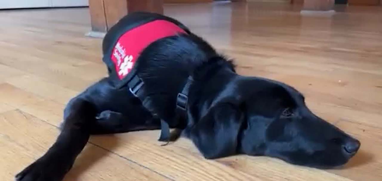 Natalia Chiarenza's service dog Raven is shown. Chiarenza says Raven was asked to leave a grocery store as the animal was not on a leash.