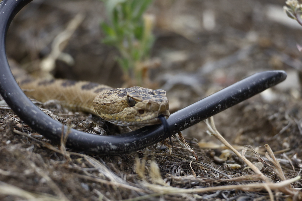 The Great Basin Rattlesnake Eric Januszkiewicz caught in Kanosh.