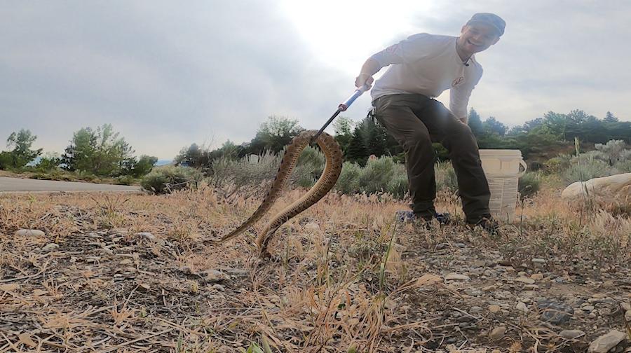 Eric Januszkiewicz holds a Great Basin Rattlesnake he’ll use for venom research.