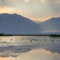 Great Salt Lake brine shrimp population increases as lake reaches healthy levels