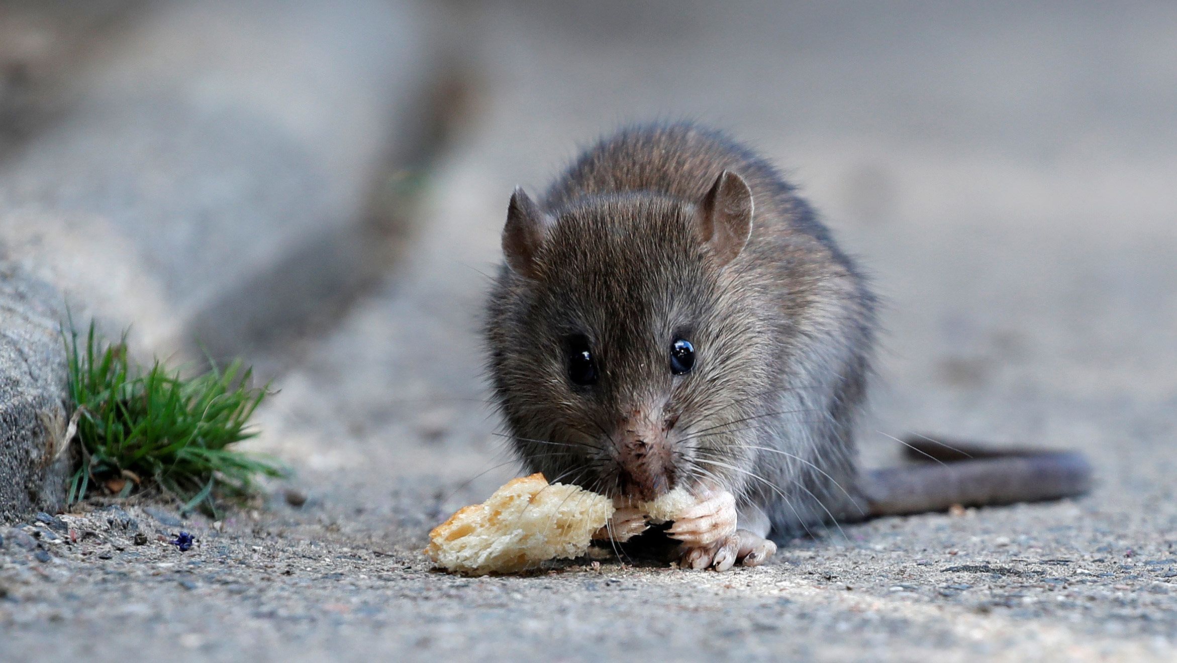 Rats can often be seen on the streets of Paris despite extermination efforts.