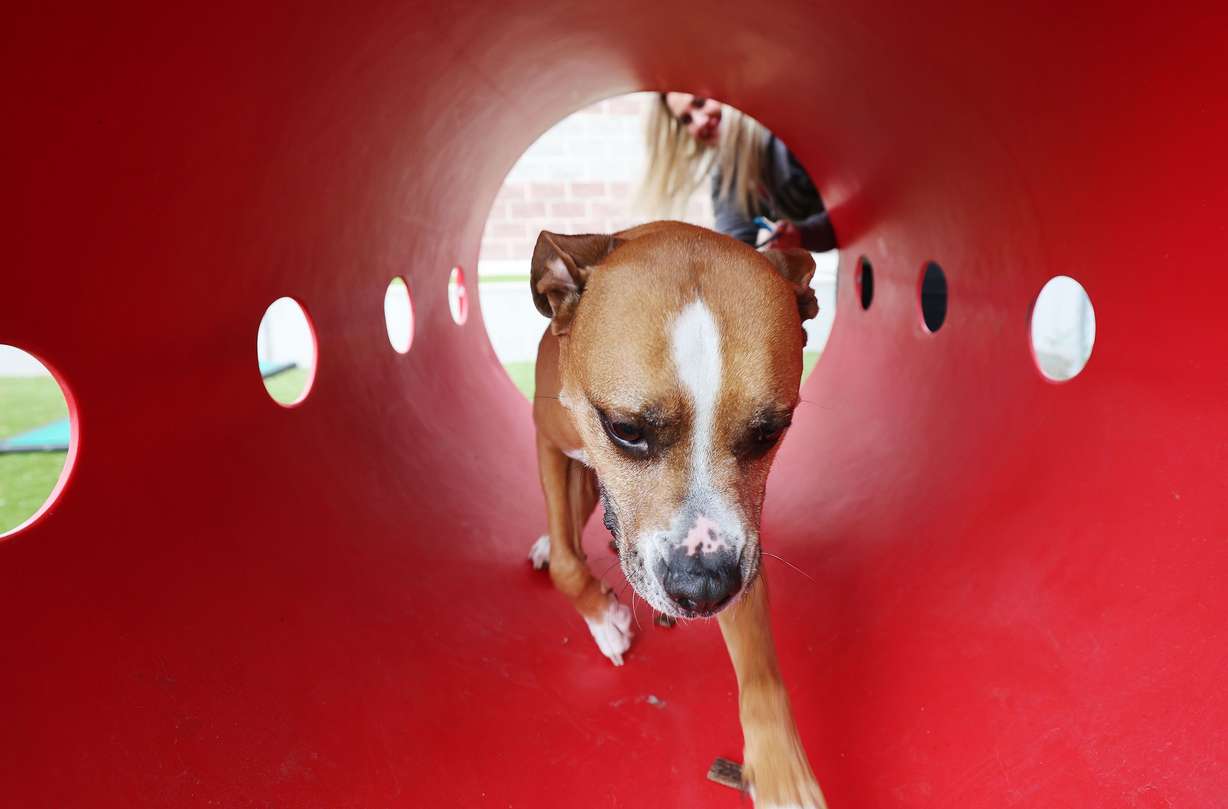 Salt Lake County Animal Services Special Programs Manager Jami Johanson plays with a dog awaiting adoption in Salt Lake City on Thursday. Best Friends Animal Society reports that Utah has 13 kill shelters. Salt Lake County Animal Services is not a kill shelter.