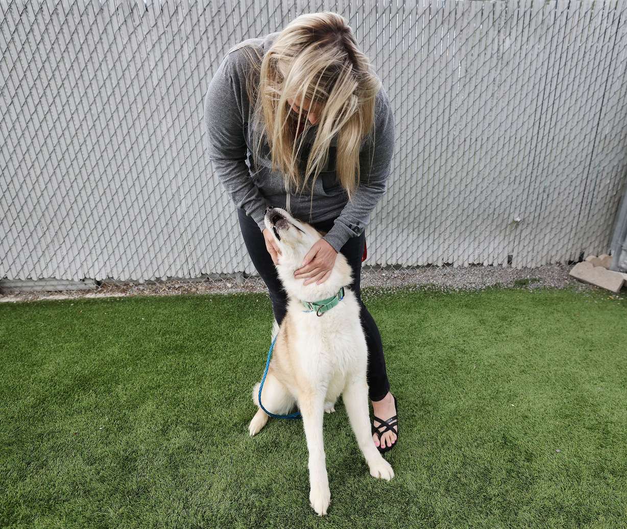 Salt Lake County Animal Services Special Programs Manager Jami Johanson pets a dog awaiting adoption in Salt Lake City on Thursday. Best Friends Animal Society reports that Utah has 13 kill shelters. Salt Lake County Animal Services is not a kill shelter.