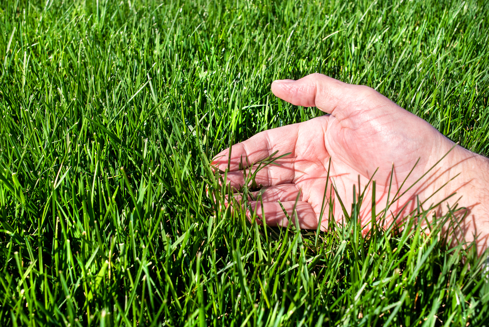 3 things to do right now to help your lawn stay green in July and August