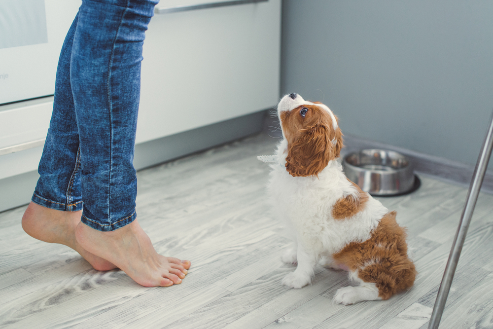 These are the best flooring options for families with pets and kids