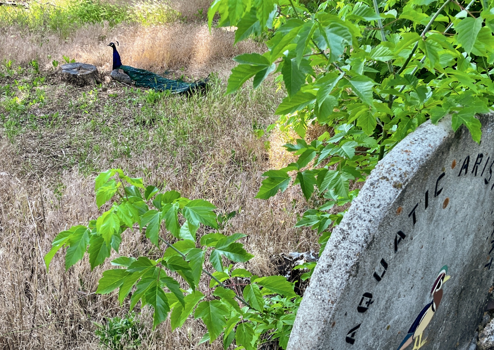 A peacock rests on the grounds of Allen Park on Tuesday. Salt Lake City planners are beginning to collect feedback on what residents and visitors want from historic Allen Park as they plan for the park's future.