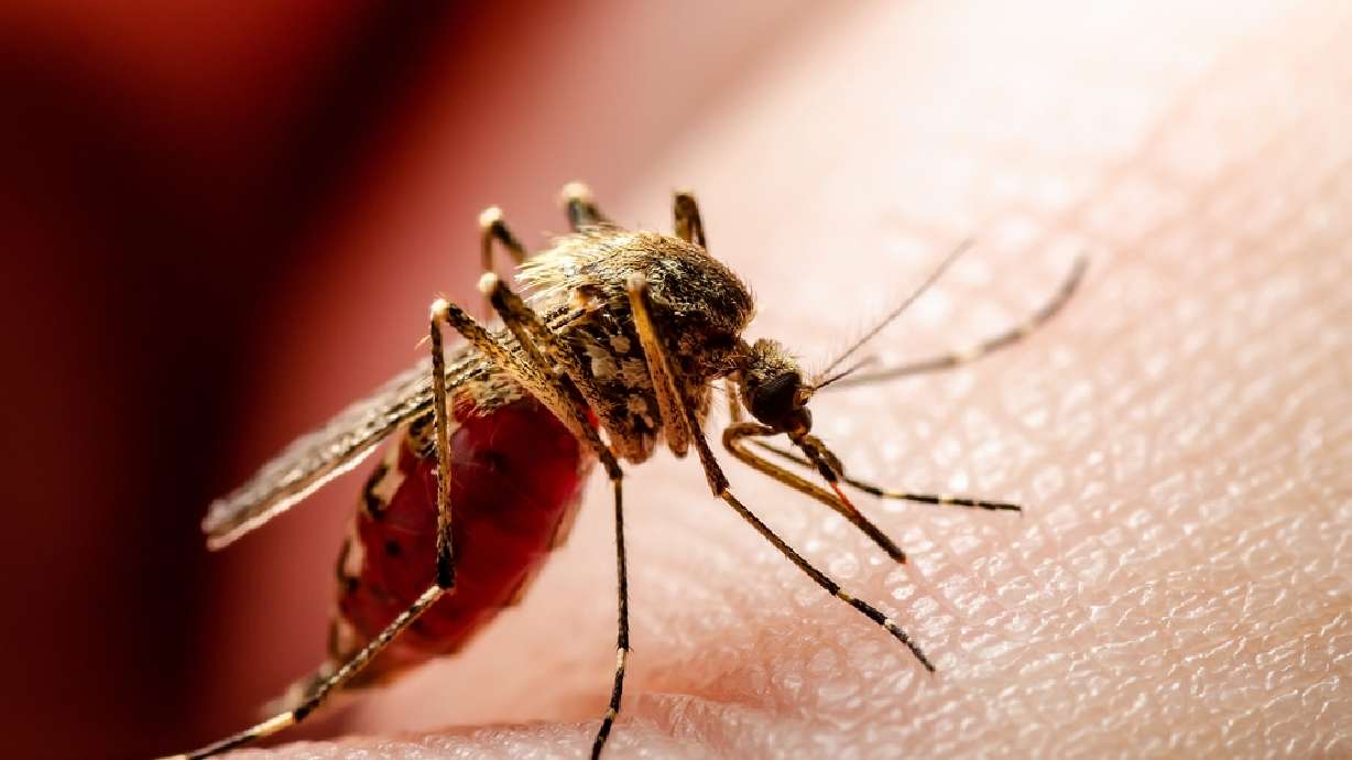 The bane of summer: Utah creepy crawlies you need to worry about