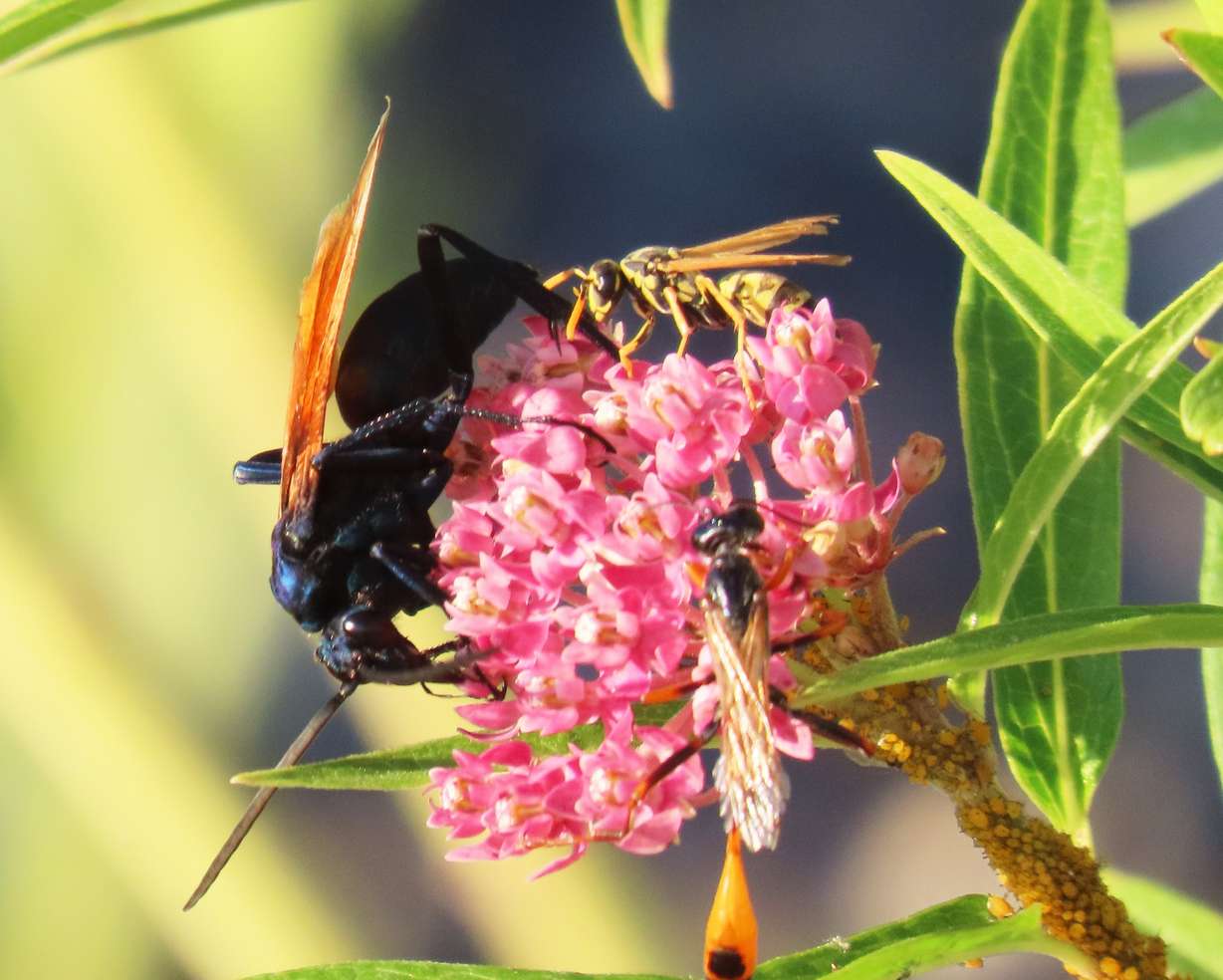 This tarantula hawk photographed in Cedar Hills is several times the size of a common yellow jacket.