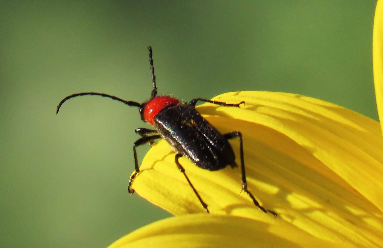 The bane of summer: Utah creepy crawlies you need to worry about