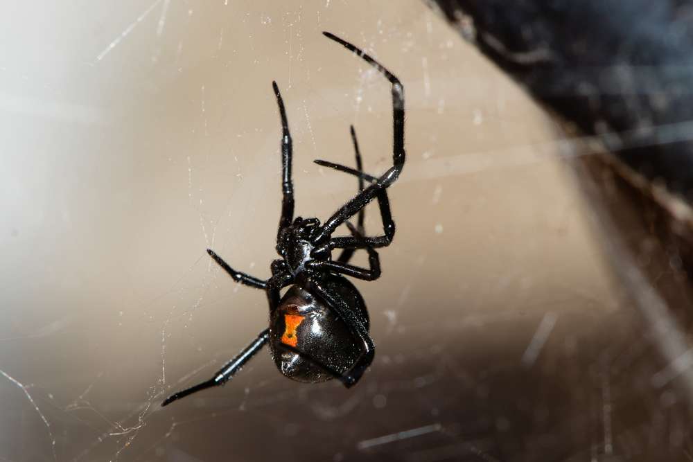 The bane of summer: Utah creepy crawlies you need to worry about