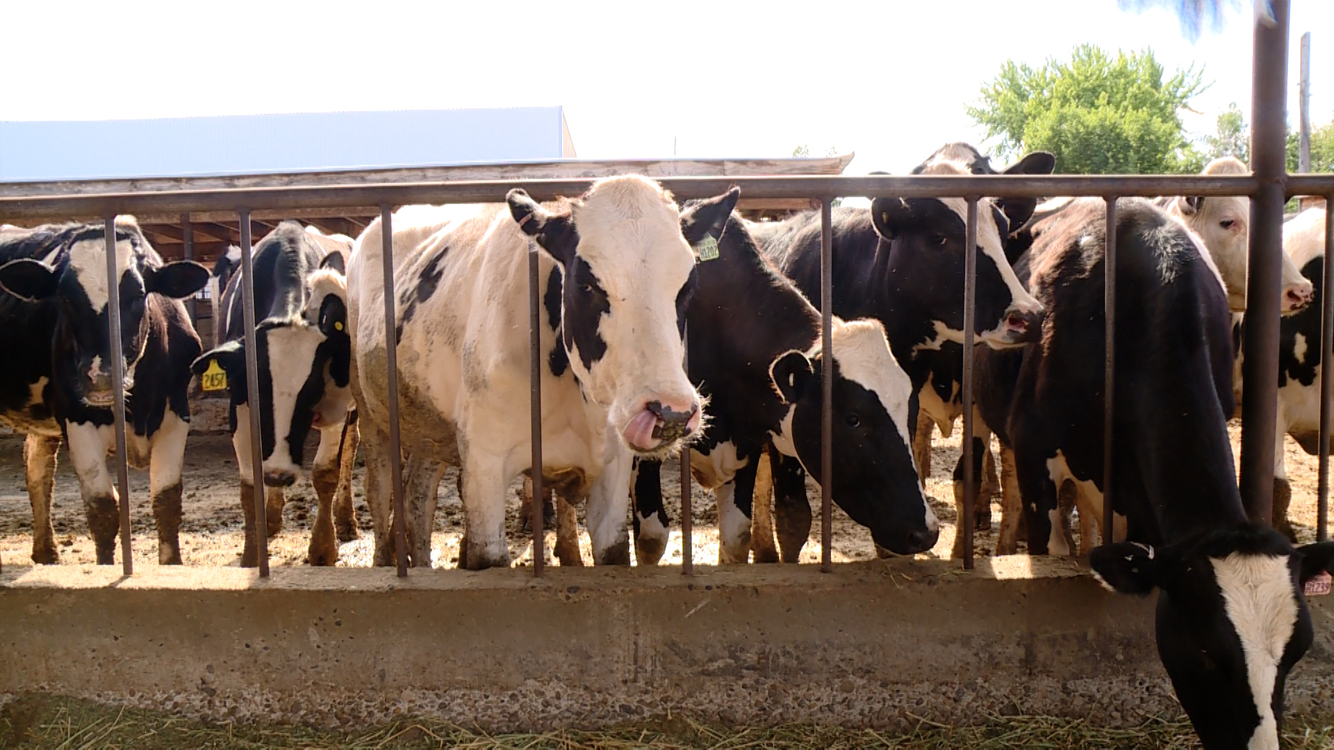 Animals are shown on a farm in Cache County Thursday. The state's Ag Stress Assistance Program is designed to offer $2,000 vouchers to those in the farming and ranching industry to talk to a mental health professional, even if they don’t think they need to.