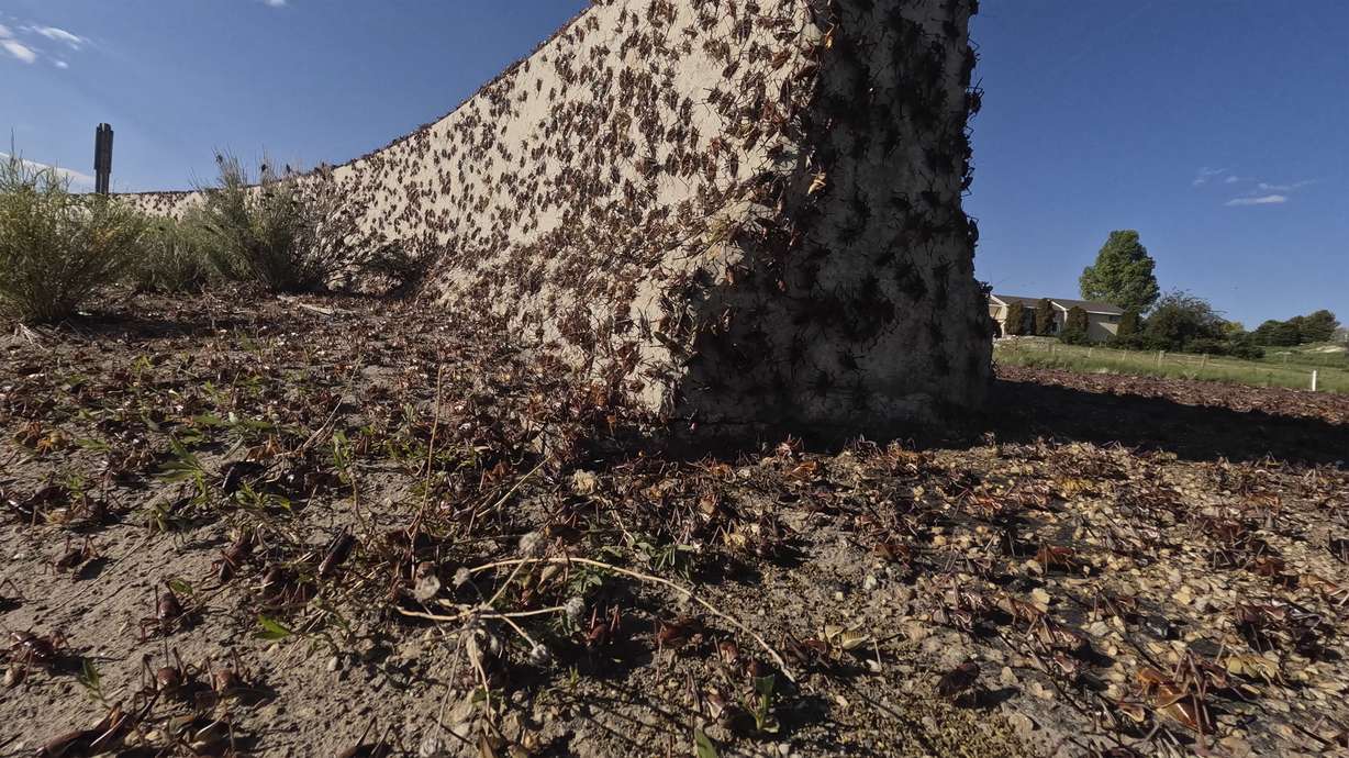 Crickets make their way over a Jersey barrier during the migration of Mormon crickets June 16 in Spring Creek, Nev. Outbreaks of Mormon crickets, which are native to the Great Basin and Intermountain West, have been recorded throughout history across the west, from Nevada and Montana to Idaho, Utah and Oregon.