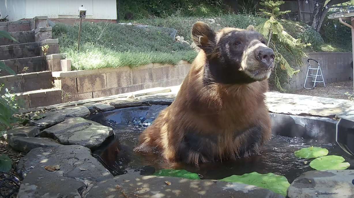 A mother bear cools off in a backyard pond in Los Angeles. Even in urban settings, bears will look for creative ways to beat the summer heat.