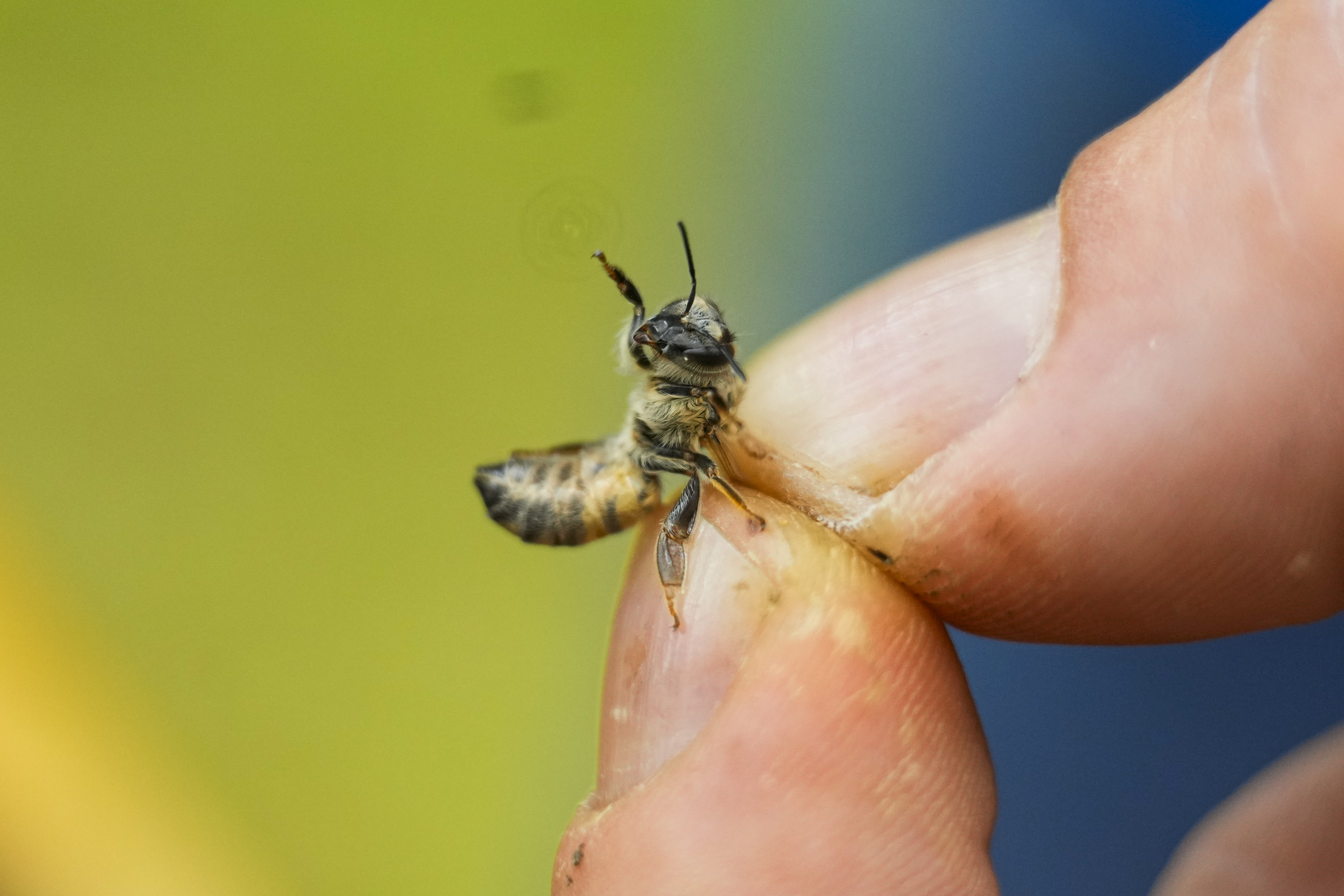 Zac Lamas, post-doctoral fellow at ORISE, holds a bee as he inspects them for the parasitic mite Varroa at a hive in the backyard of University of Maryland bee researcher Nathalie Steinhauer on Wednesday in College Park, Maryland. A new survey says America's honeybee hives just staggered through the second-highest death rate on record.