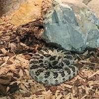Hogle Zoo employs variety of safety protocols to keep venomous reptiles, spiders