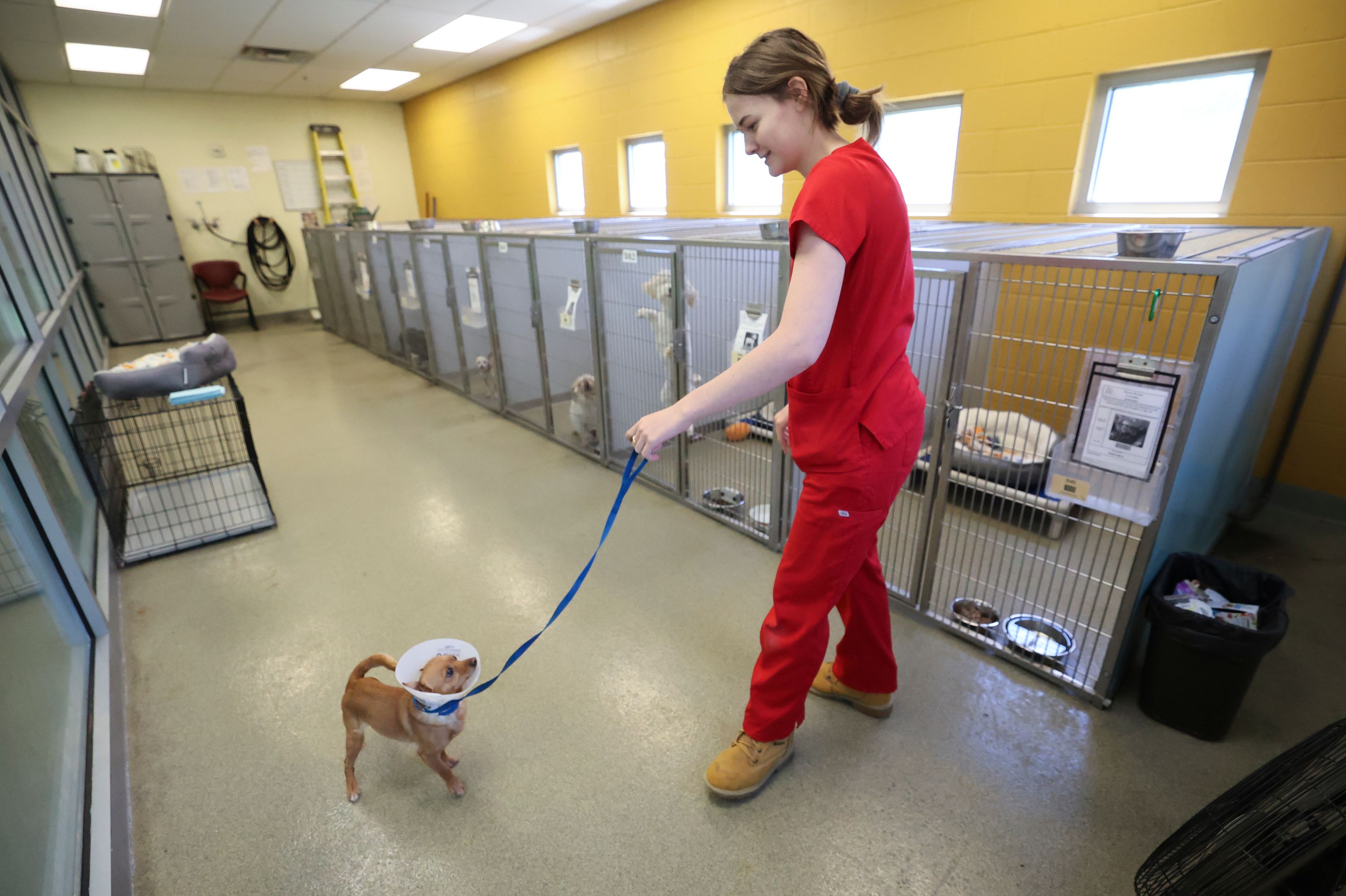 Animal technician Cheyanne Demke takes Barbara to meet potential adopters at the West Valley City Animal Shelter Wednesday, which is experiencing overcrowding.