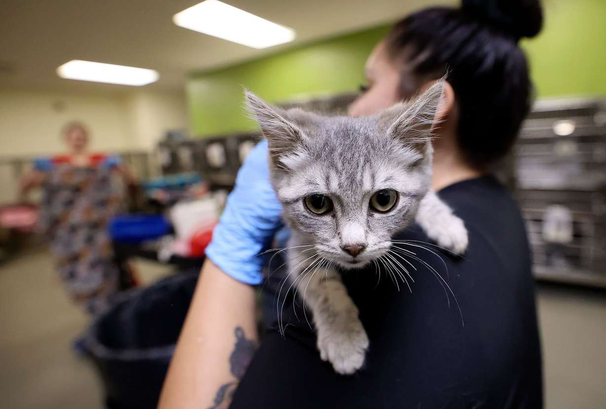 Stoney, a 10-week-old kitten, climbs on Priscila Gutierrez, West Valley City Animal Shelter animal care shelter technician, at the West Valley City Animal Shelter in West Valley City on Wednesday.