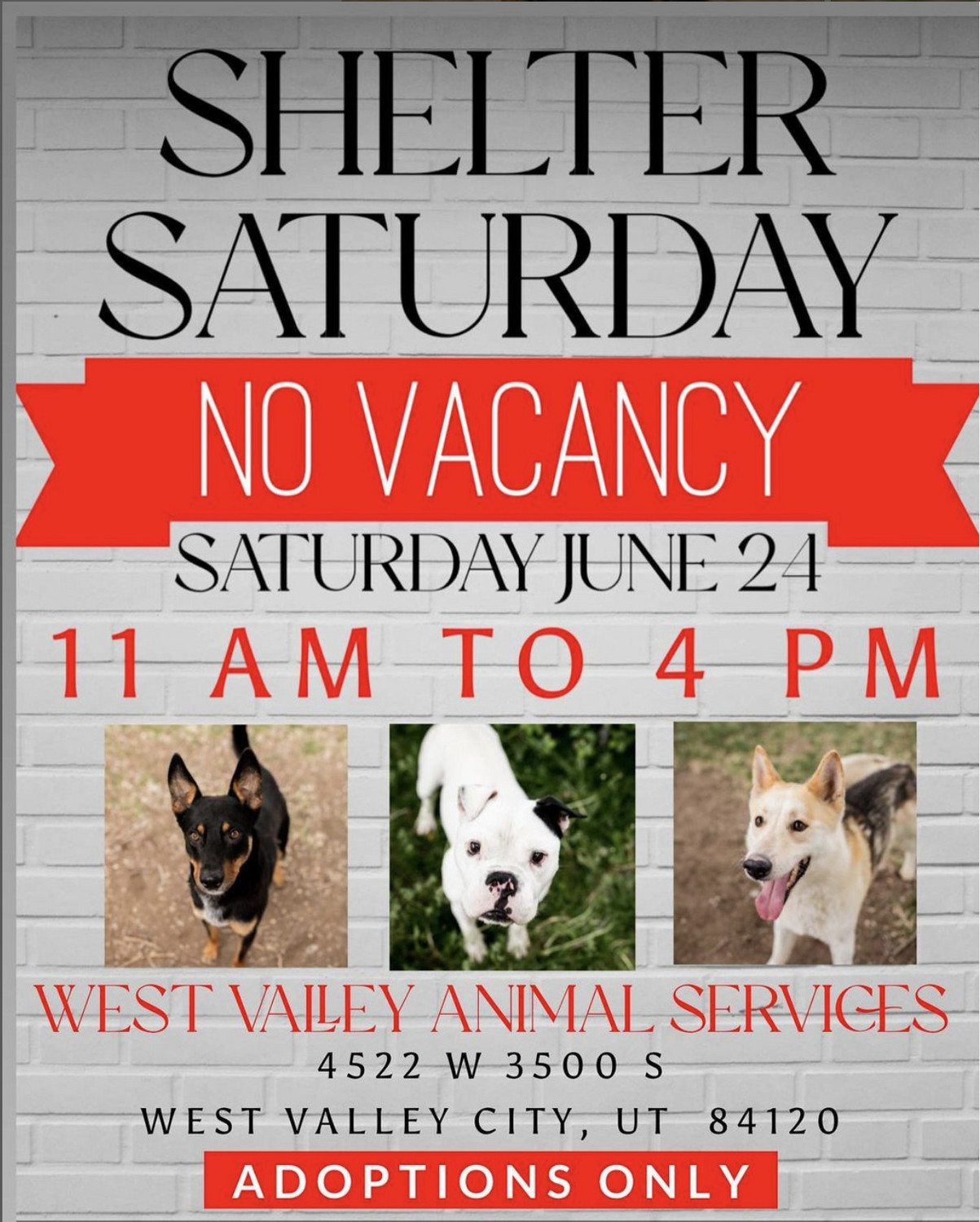 'We need help. We are desperate': Utah animal shelters struggle with overcrowding