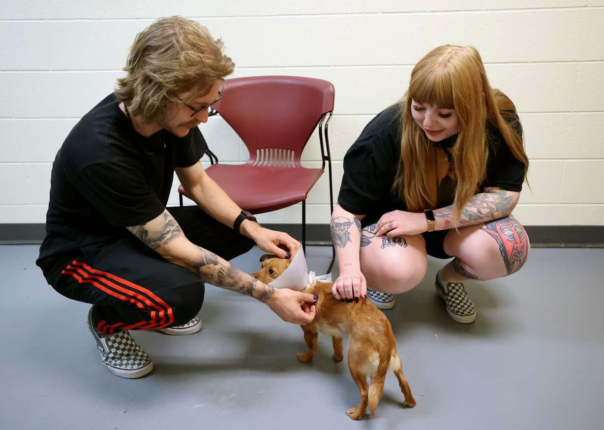 Barbara meets potential adopters Nehemiah Newton and Ellie Mahoney, who plan to rename her Croissant, during a meet-and-greet at the West Valley City Animal Shelter in West Valley City on Wednesday.