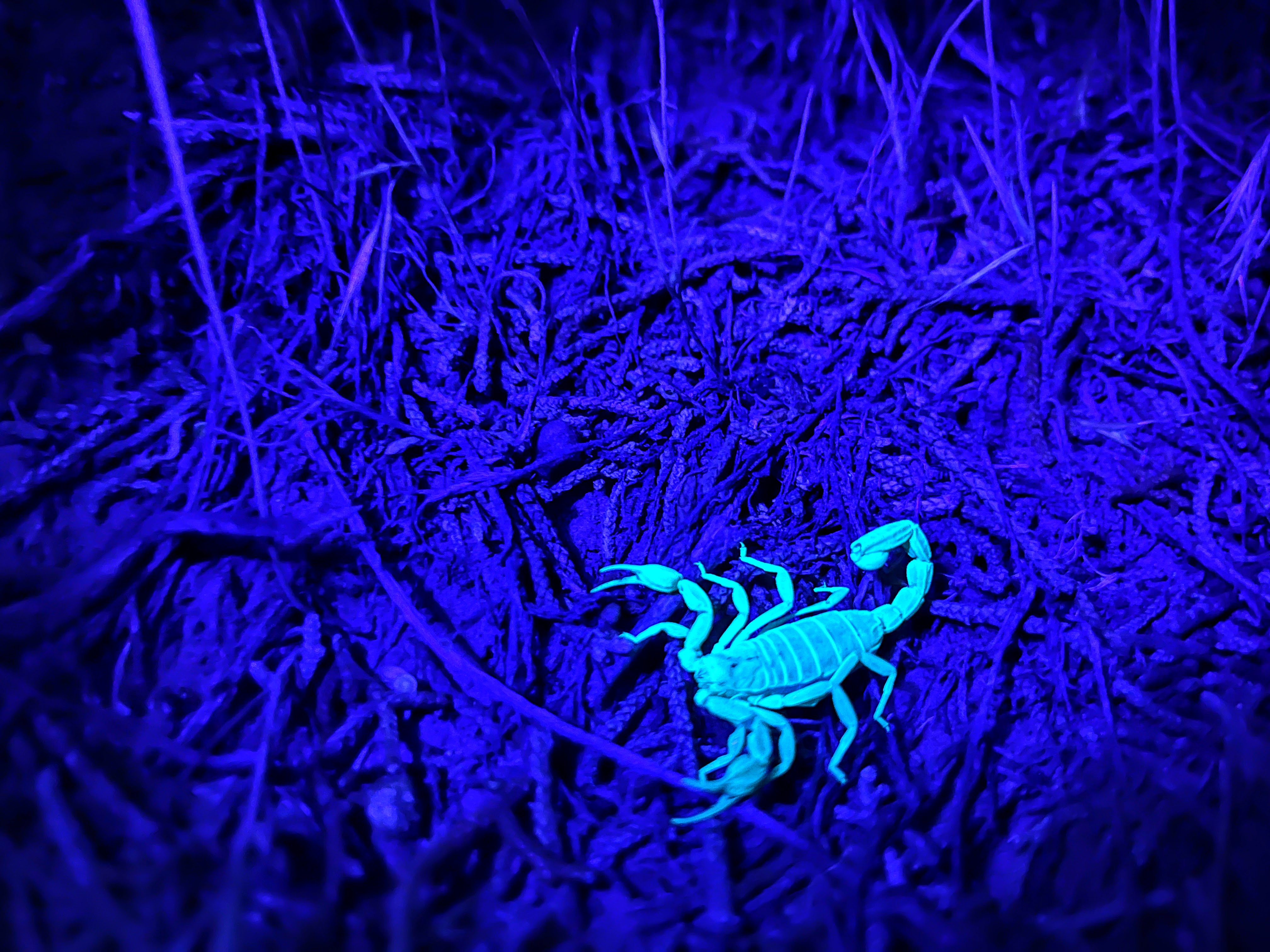 Search the shores of Steinaker Reservoir at night with a black light and you'll find scorpions.