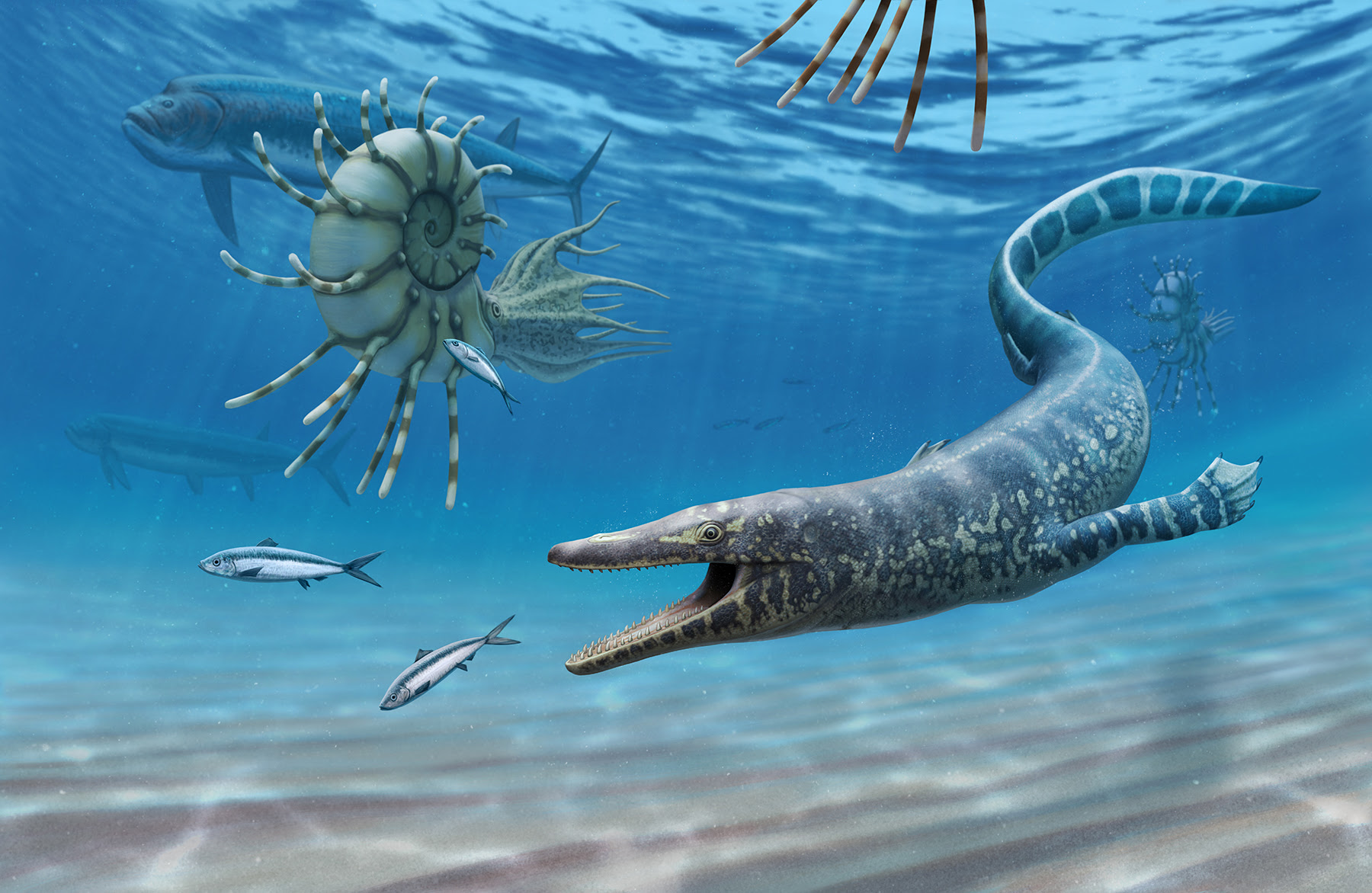 A rendering of a mosasaur, a prehistoric marine reptile that went extinct millions of years ago. A set of mosasaur fossils found in southern Utah a decade ago are the oldest ever found in North America, according to a new study. 