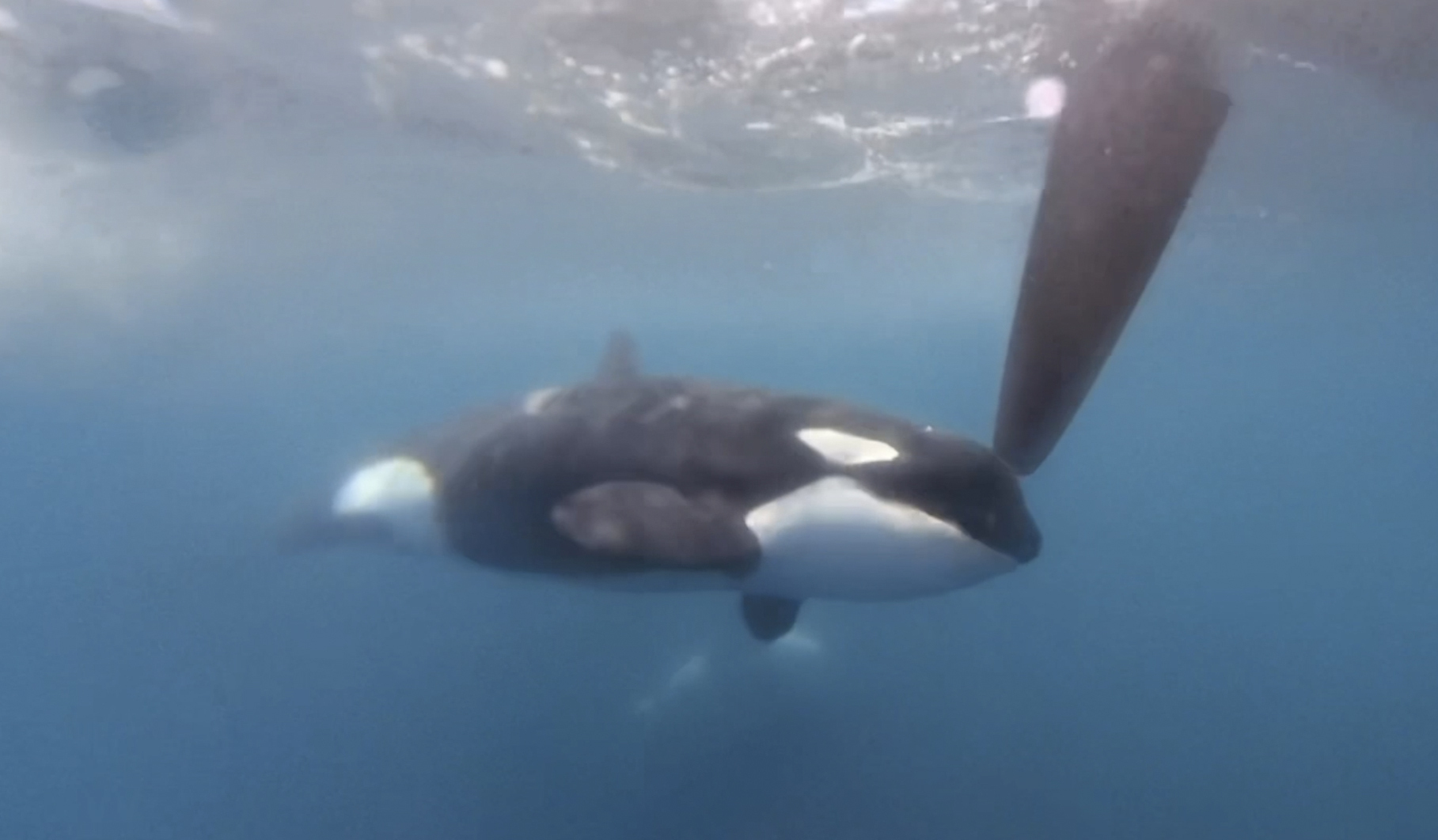 In an image from video provided by The Ocean Race, an orca moves along a rudder of the Team JAJO entry in The Ocean Race on Thursday as the boat approached the Strait of Gibraltar.