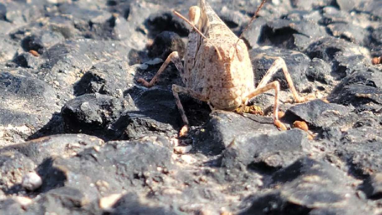 A grasshopper on the asphalt of the parking lot at Canyon Media, St. George. In news that's not really news to most in Southern Utah, another grasshopper infestation is taking place.
