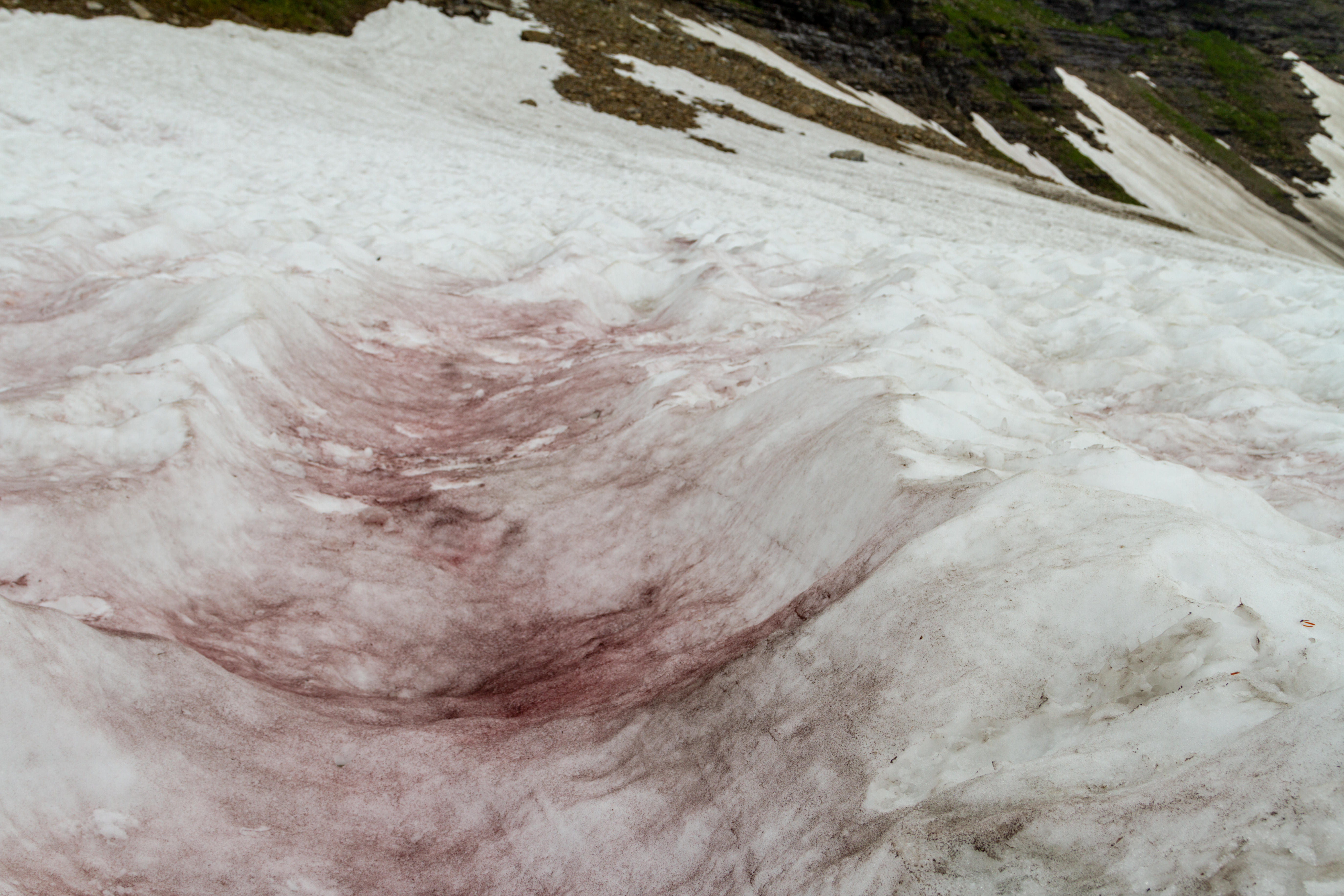 Watermelon snow is seen in the high country of Glacier National Park, Montana in this undated photo.