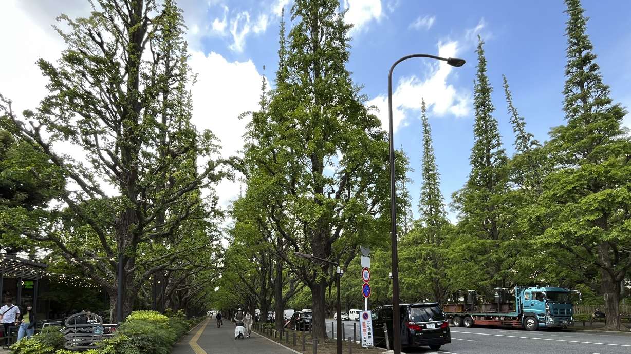 FILE - Ginkgo trees are seen at an area known as Jingu Gaien in Tokyo, May 12, 2023. Japanese author Haruki Murakami spoke up against a controversial redevelopment plan at the heart of Tokyo's beloved historic and green district of Jingu Gaien that would tear down a nearly century-old baseball stadium that inspired him to become a novelist and his favorite running course.