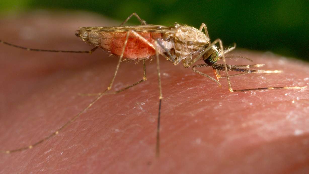 The species of mosquito is a known vector for the parasitic disease malaria. The U.S. has seen five cases of malaria spread by mosquitos in the last two months, the first time there's been a local spread in 20 years.