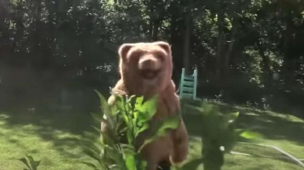 Black bear is scared of a different kind of grizzly in Asheville, North Carolina.