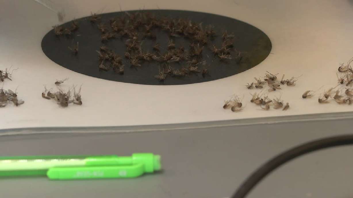 Los expertos dicen que las posibilidades de que la malaria se propague en Utah son bajas Los expertos dicen que las posibilidades de que la malaria se propague en Utah son bajas