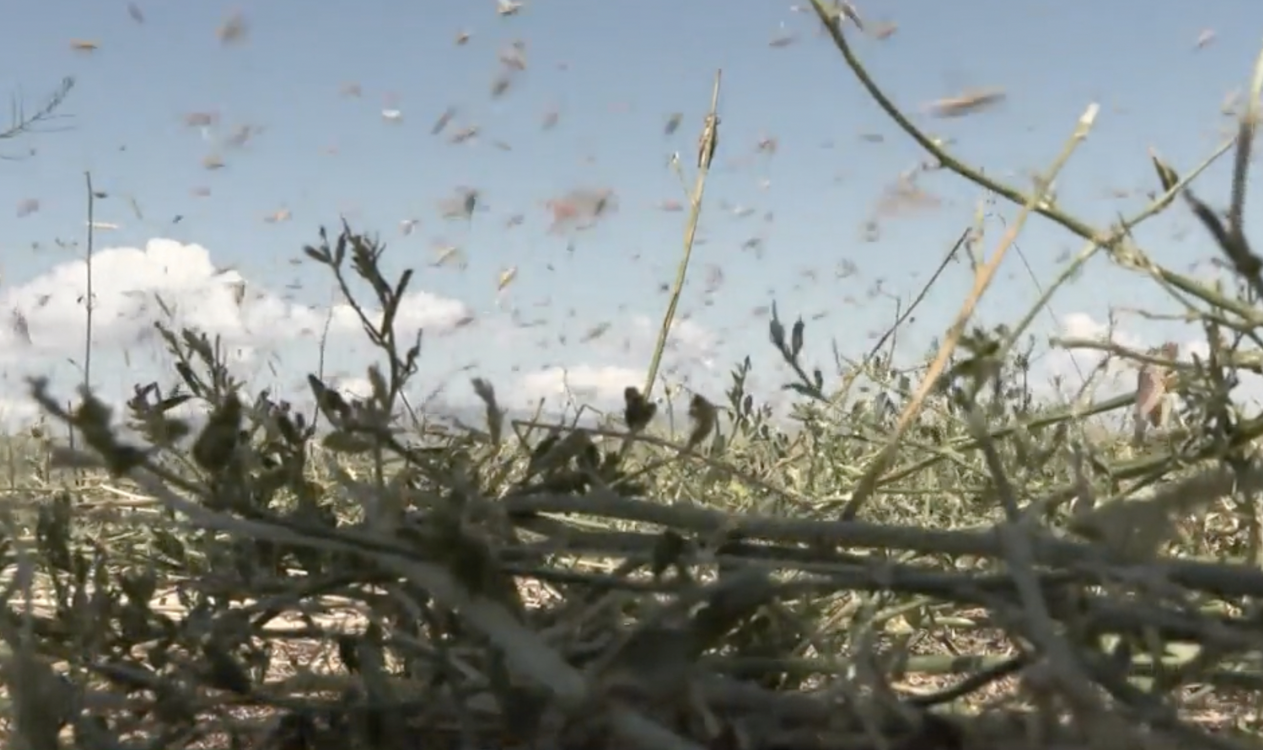 A grasshopper infestation is affecting some ranchers and farmers in Utah.