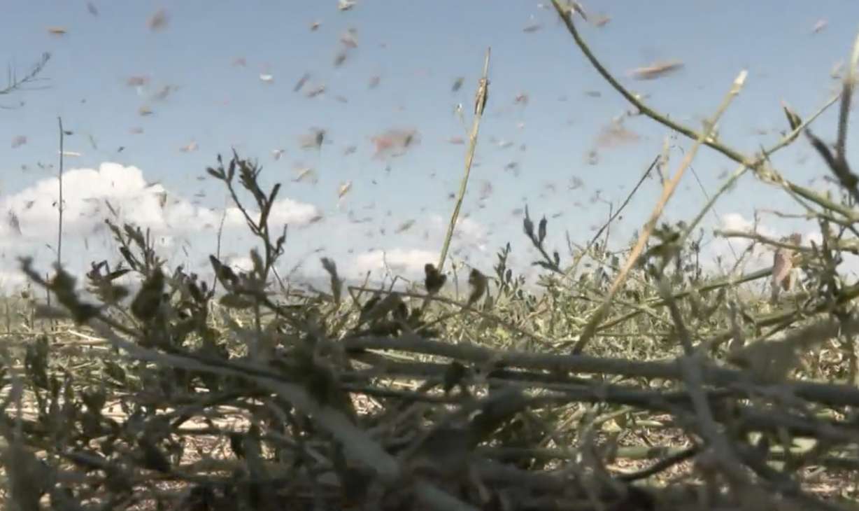 A grasshopper infestation is affecting some ranchers and farmers in Utah.